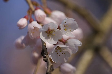 皇子山公園