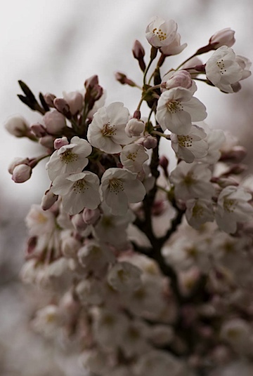 私の世界を変えた桜