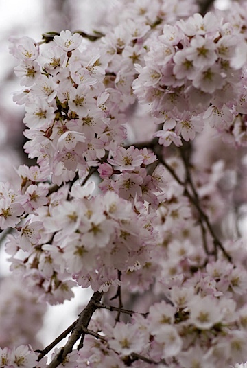 桜がふりそそいできた