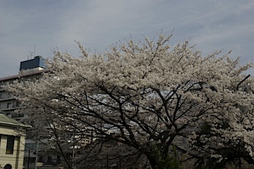 私の世界を変えた桜