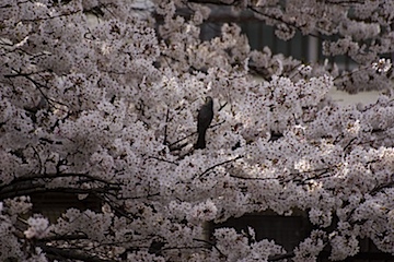 私の世界を変えた桜