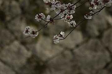 琵琶湖疎水の桜