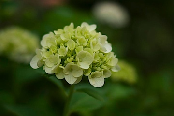 紫陽花