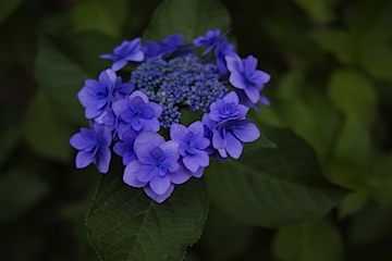 自宅の前の紫陽花