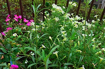 花壇の花