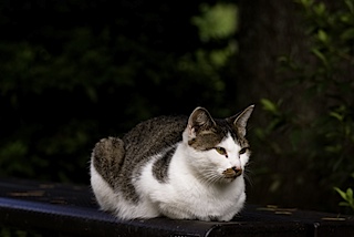 皇子山公園の猫