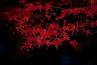 皇子山公園の紅葉