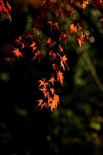 紅葉