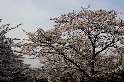 長等公園の桜