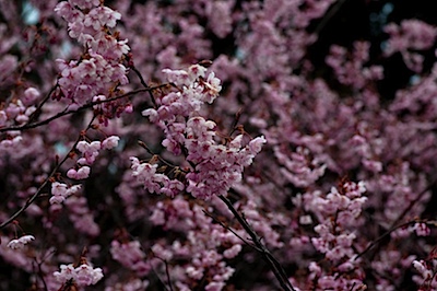 皇子山公園の梅