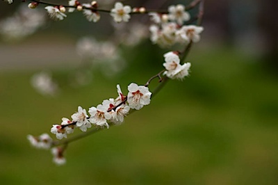 皇子山公園の梅