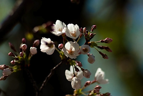 皇子山球場の桜
