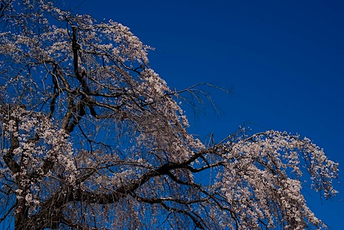 皇子山陸上競技場のしだれ桜