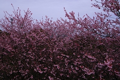 皇子山公園の寒桜