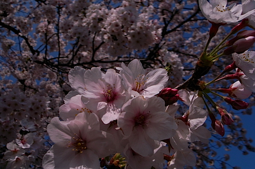 桜