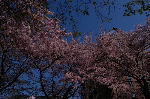 川口公園の桜