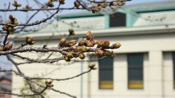 cherry blossom