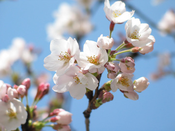 cherry