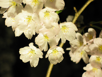 cherry of night
