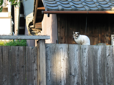 猫