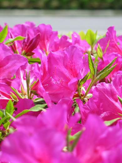 ERICACEAE