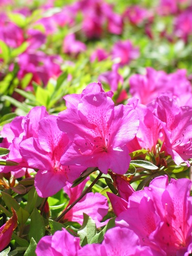 ERICACEAE