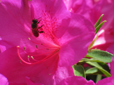 ERICACEAE