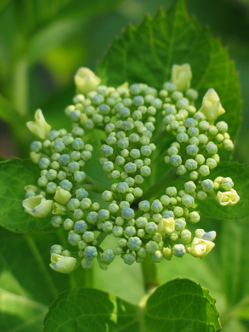 紫陽花