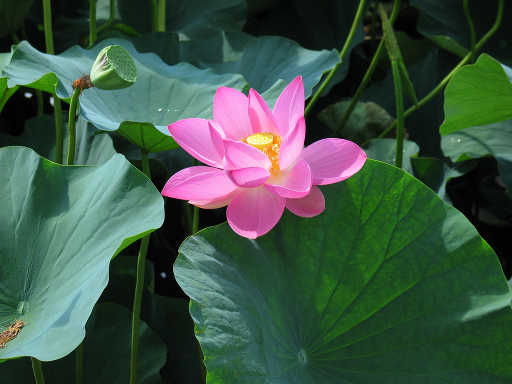 lotus