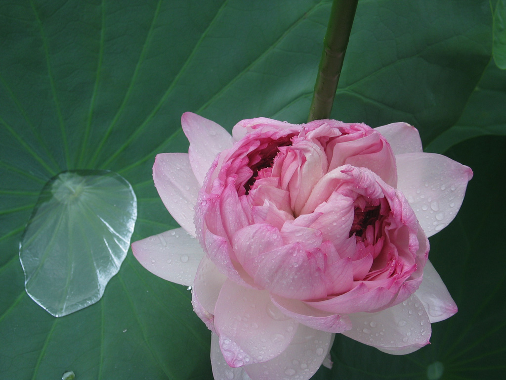 lotus