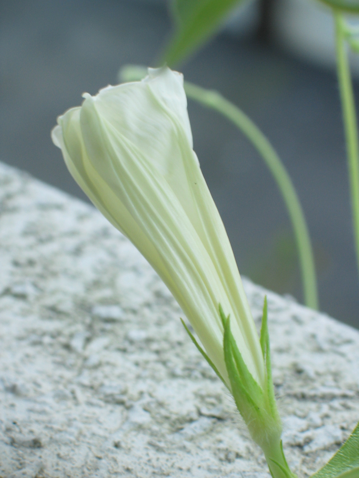 朝顔