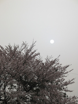 黄砂