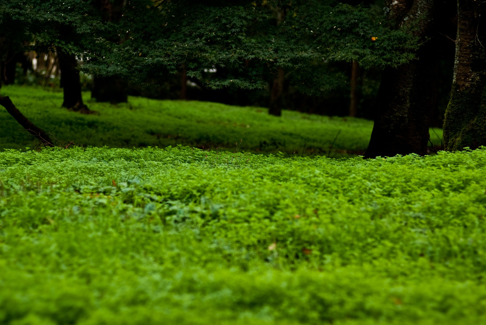 皇子山公園