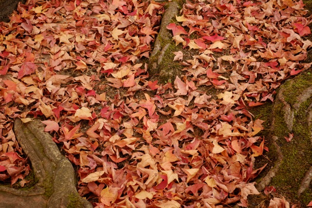 皇子山公園の落葉 皇子山公園の落葉