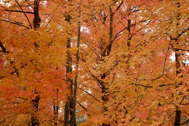 皇子山公園の紅葉 皇子山公園