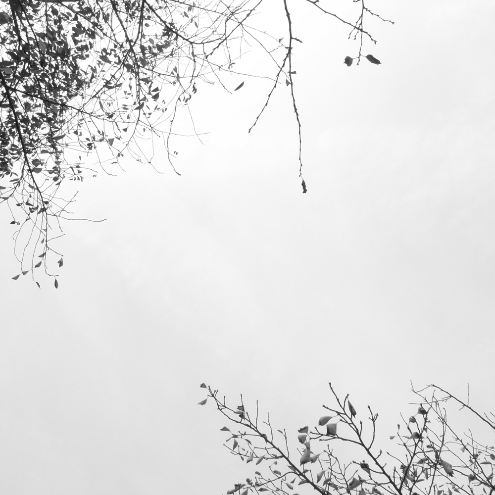 空と桜の木