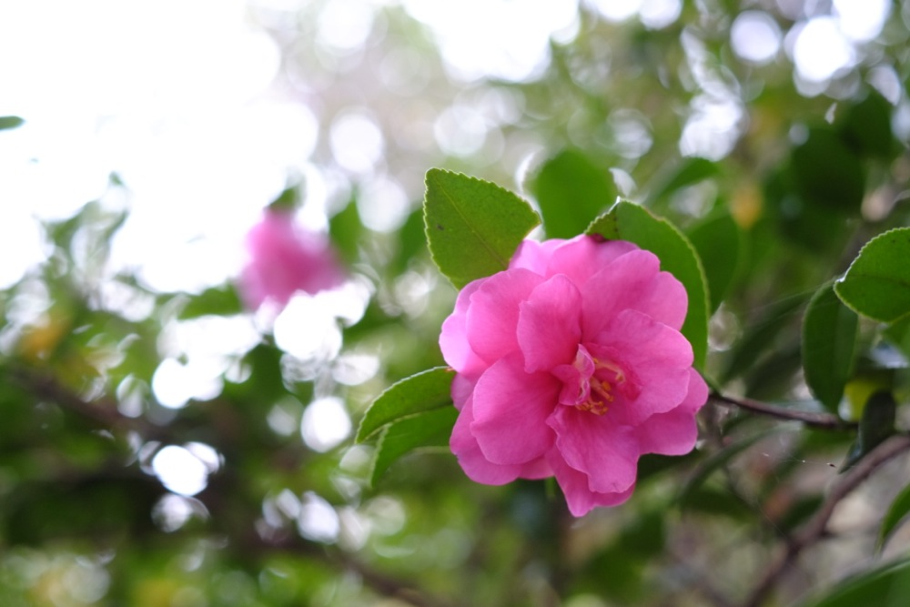 山茶花