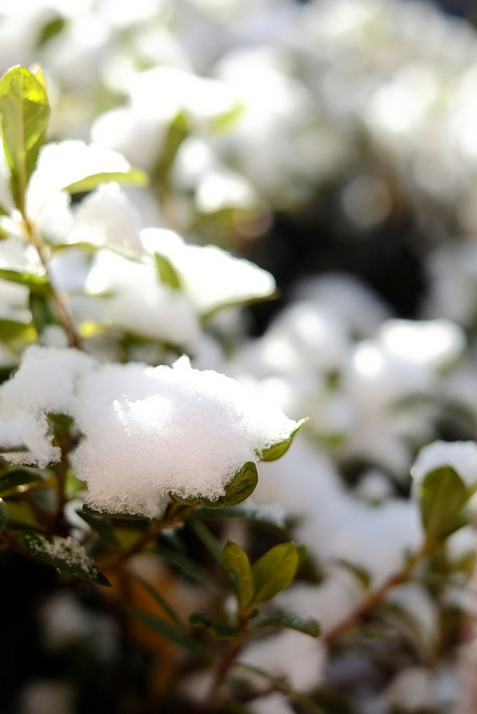 雪