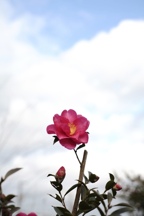 山茶花