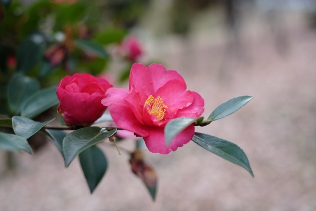 山茶花です