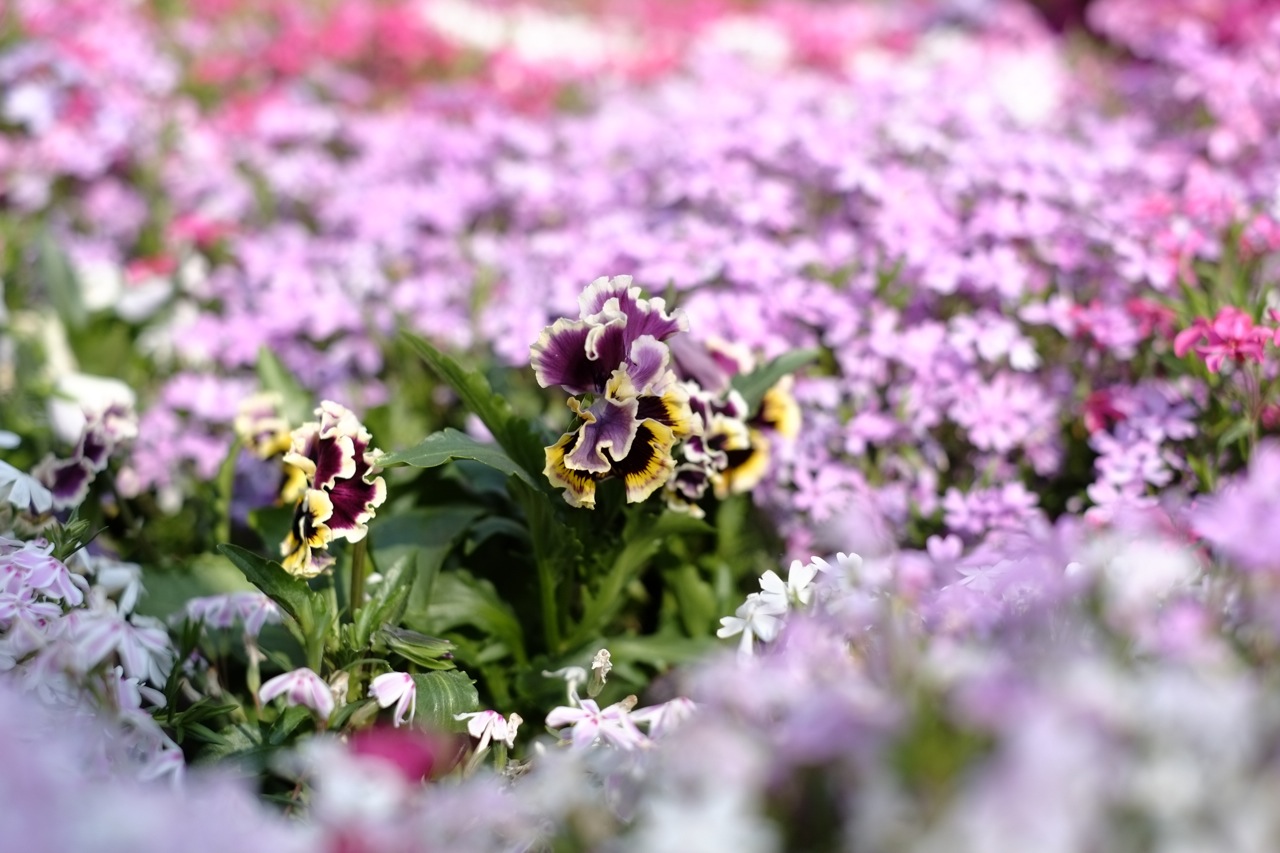 パンジーと芝桜