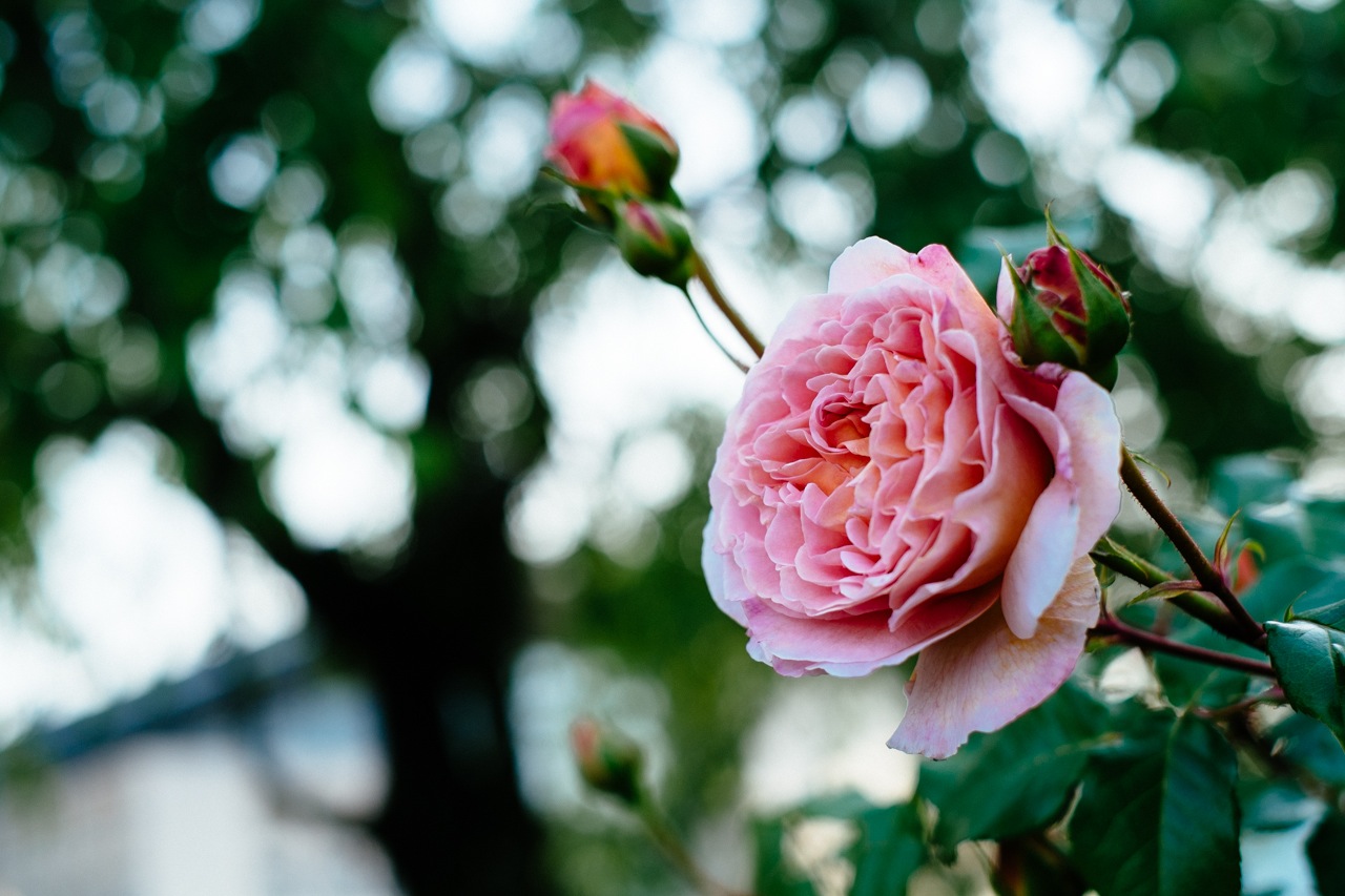 薔薇