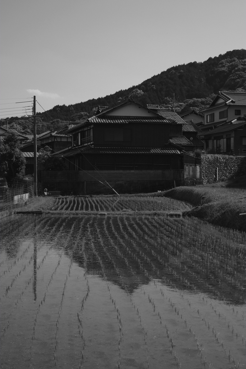 田植え