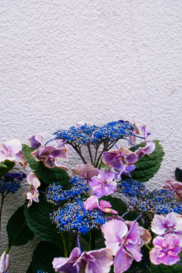 紫陽花
