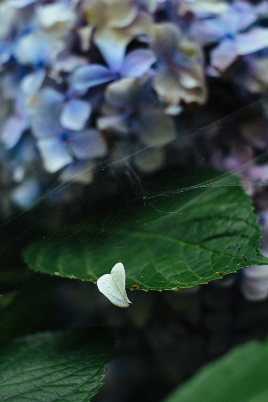 紫陽花