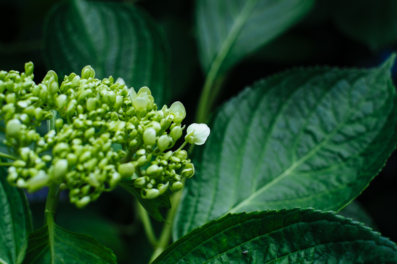 紫陽花