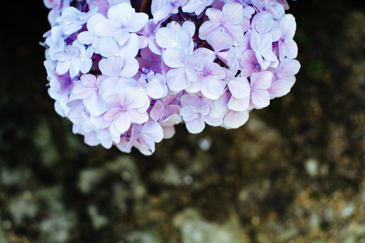 紫陽花