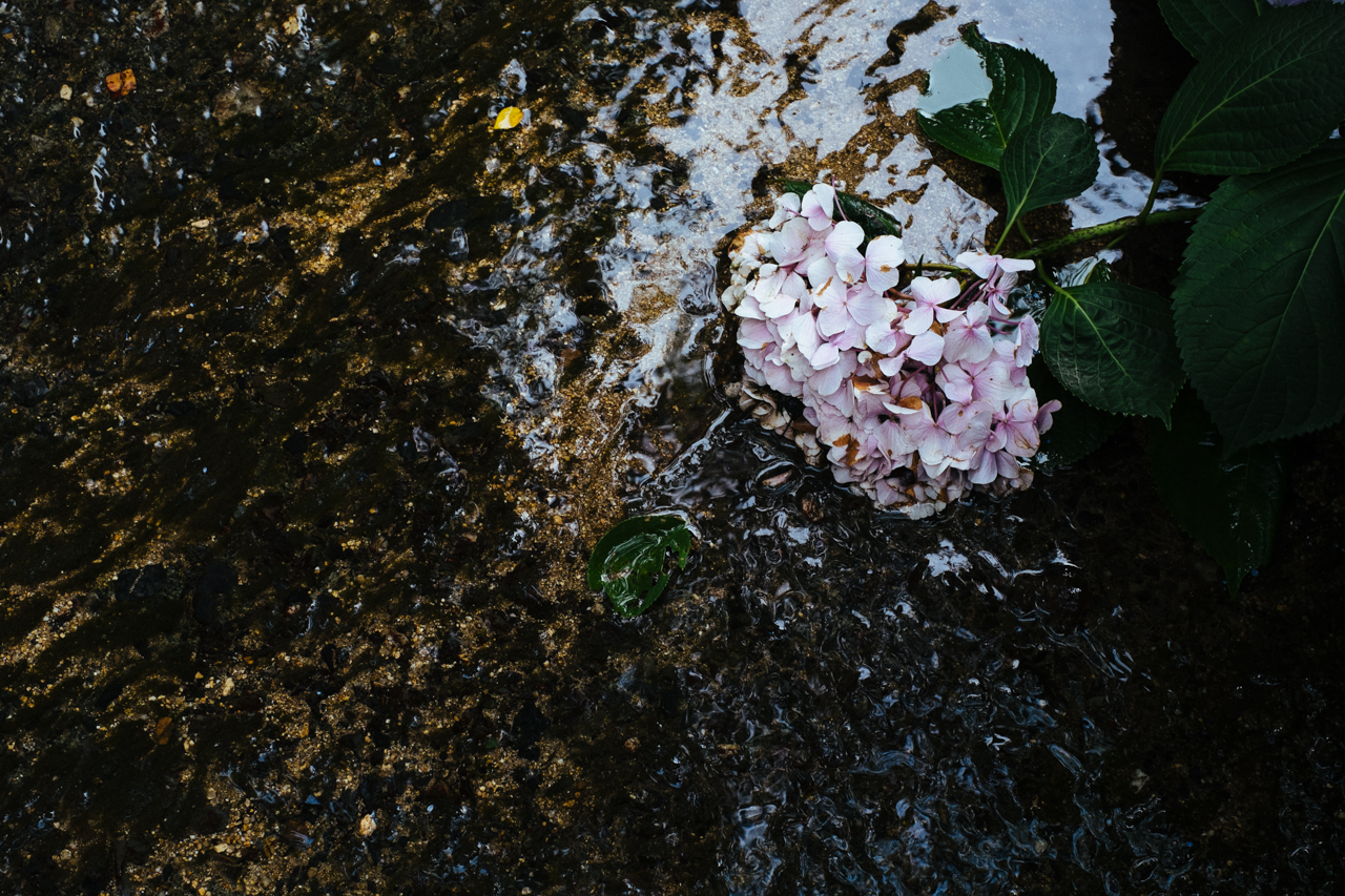 紫陽花