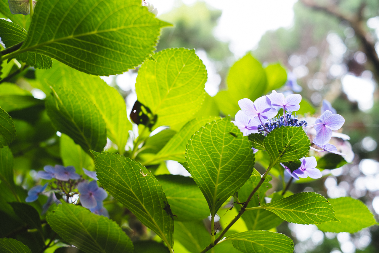 紫陽花