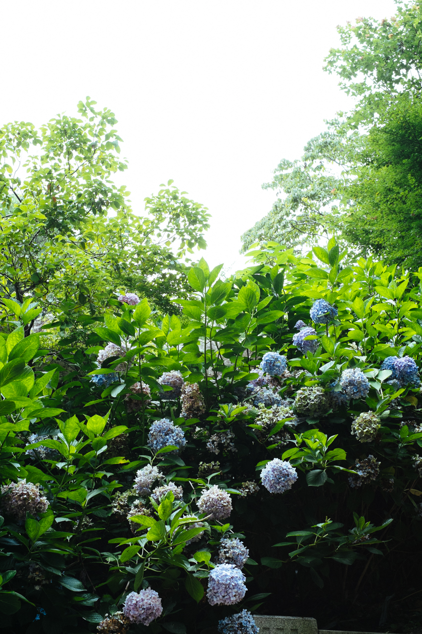 紫陽花